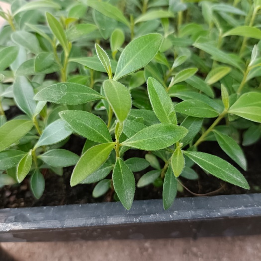 佛山黄金熊猫苗 金蒲桃 澳洲黄花树 庭院观花绿植