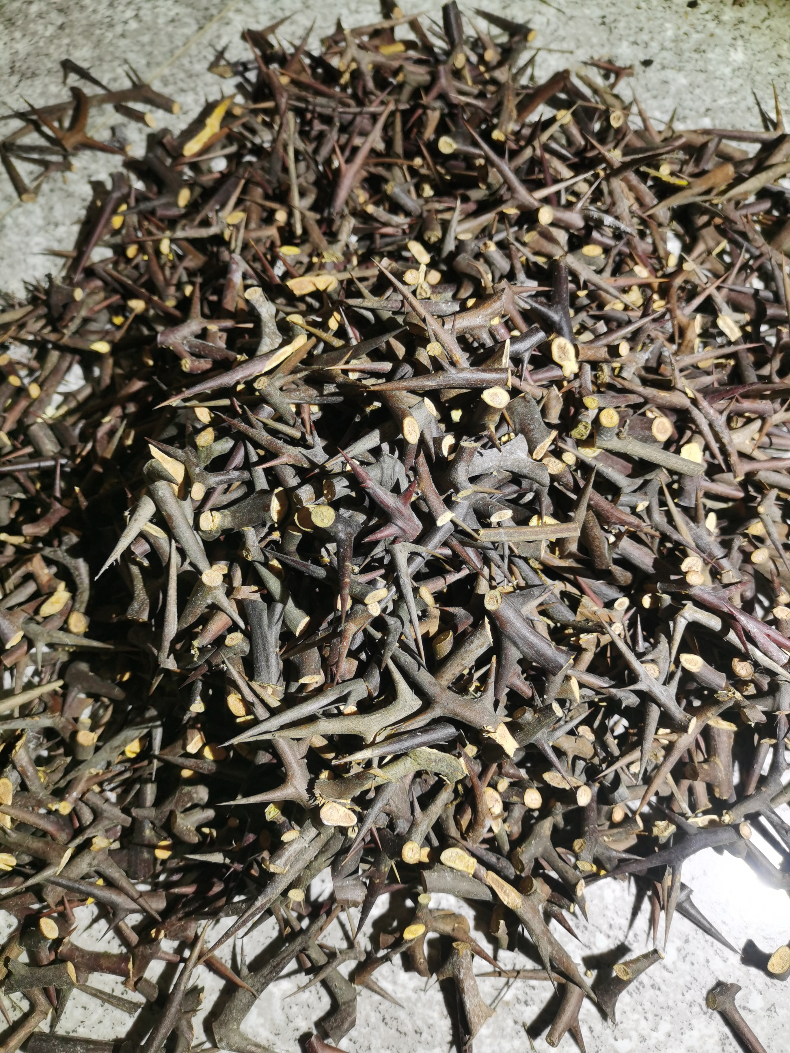中药材皂刺 纯刺 皂角刺 皂荚刺 天丁