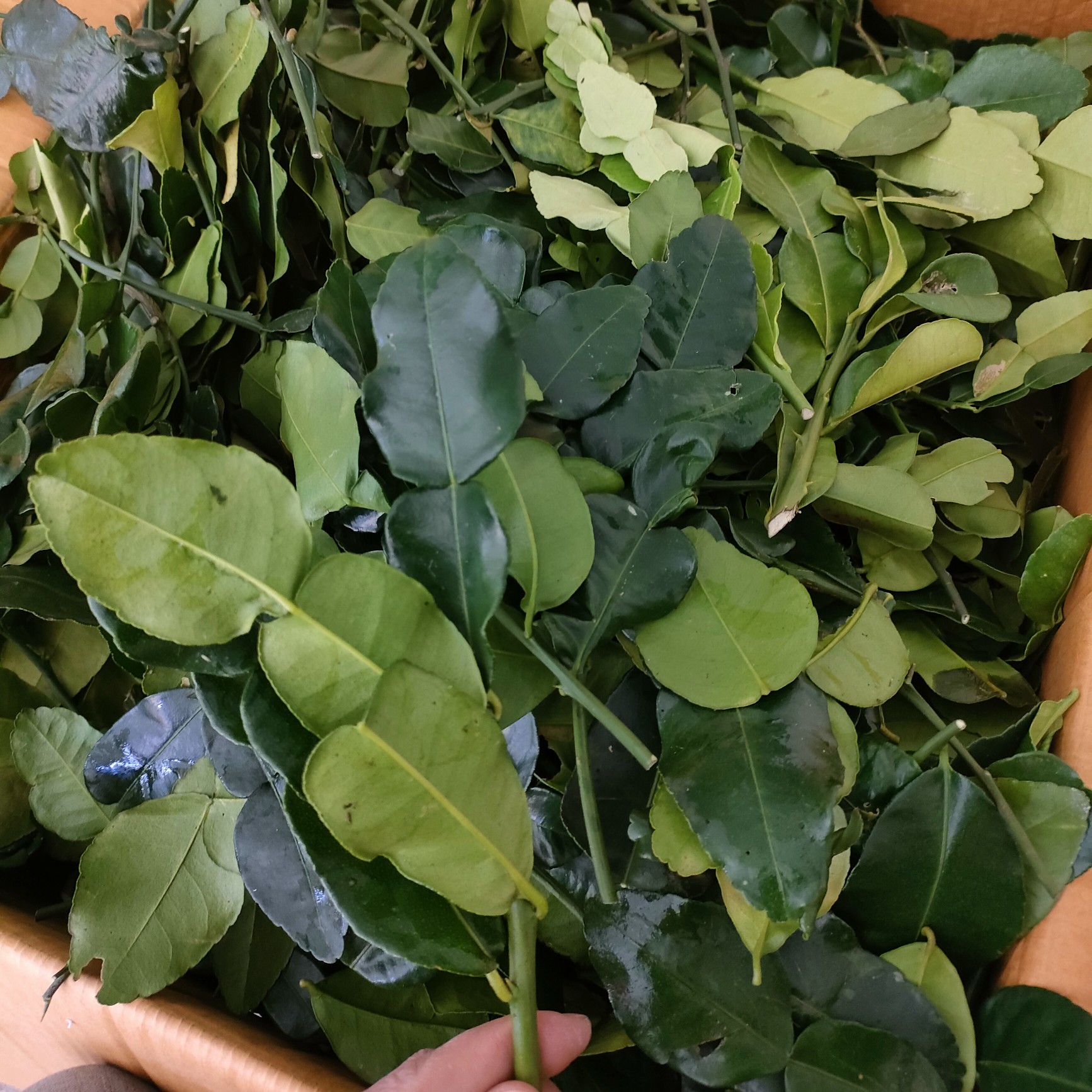 泰国品种皱皮柠檬叶子粗皮柠檬葫芦叶