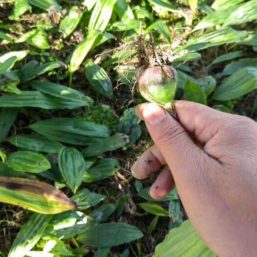 隆回县山慈菇种苗  冰球子苗 大叶高产品种