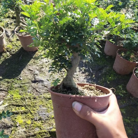 湛江胡椒木
