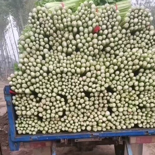 献县中颗菜根白黄亮杆大叶片精品冷棚芹菜