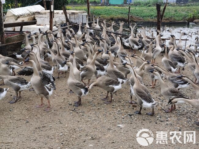 阳江鹅苗，阳江肉鹅