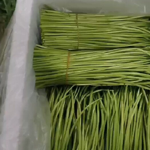 曲靖精品芦蒿，产地直供