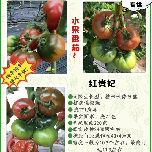 寿光市大果草莓番茄苗——铁皮柿子苗，带青肩，风味浓郁。