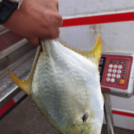 合浦县金鲳鱼