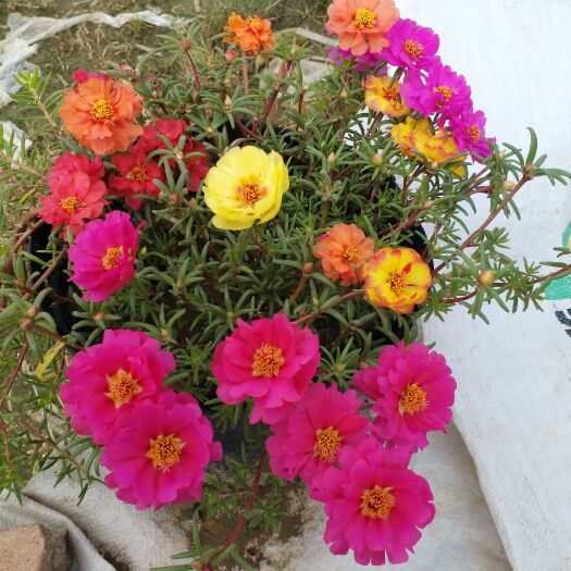宾阳县太阳花
