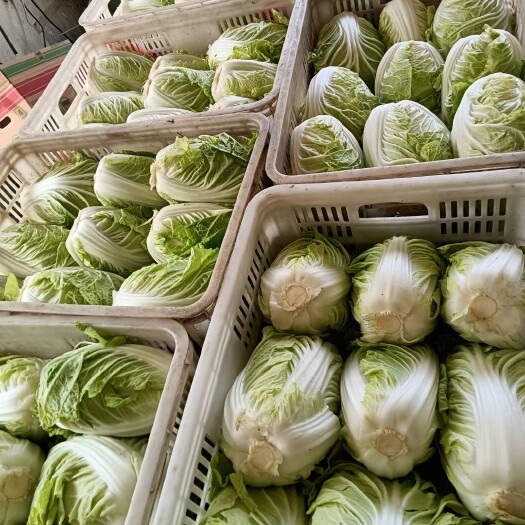 盐城东台白菜，秋宝，改良青杂，黄心白菜，提供泡菜厂，供应超市市场