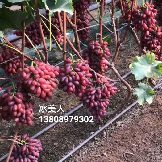 平度市阳光玫瑰葡萄苗