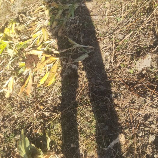 理县四川阿坝州白秦艽