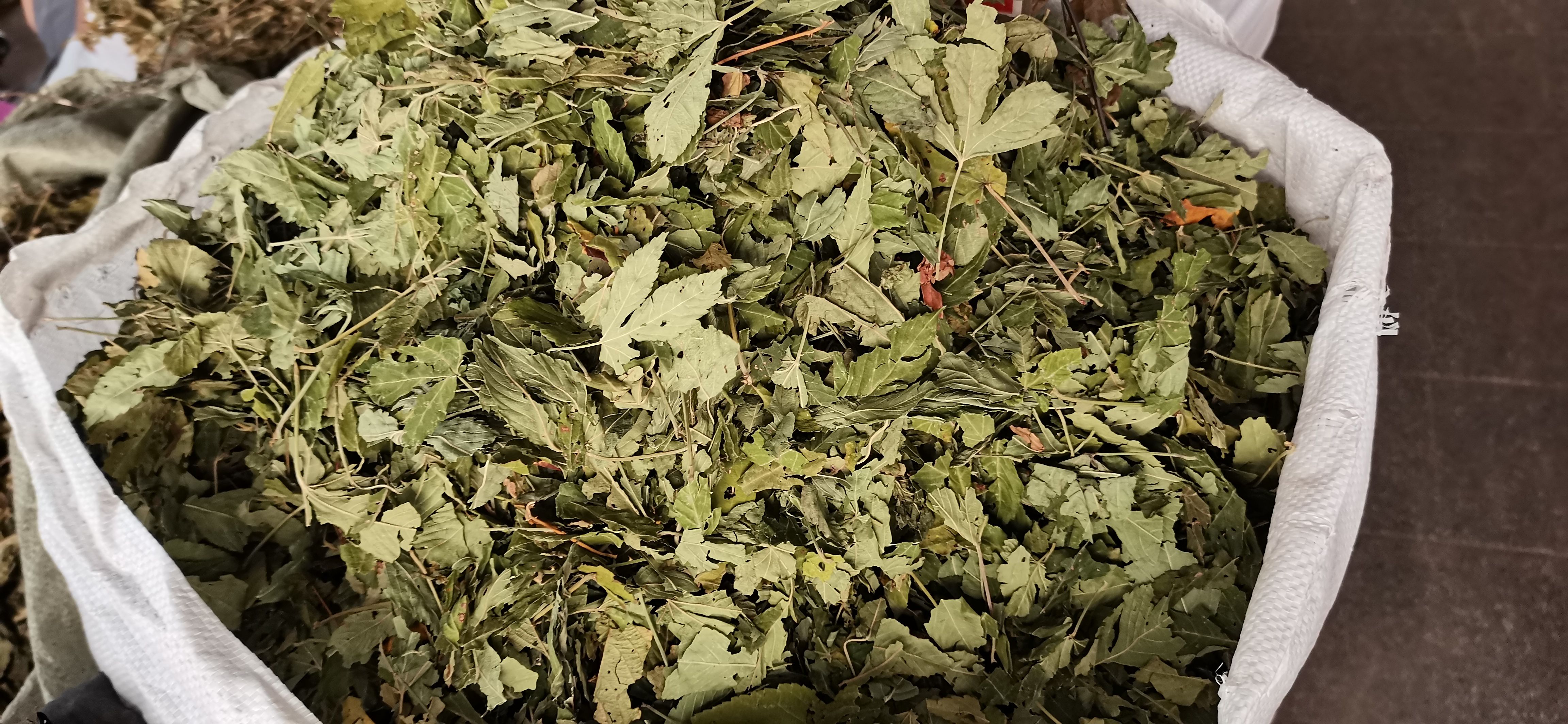 玉林甜茶叶