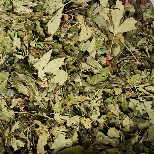 玉林甜茶叶
