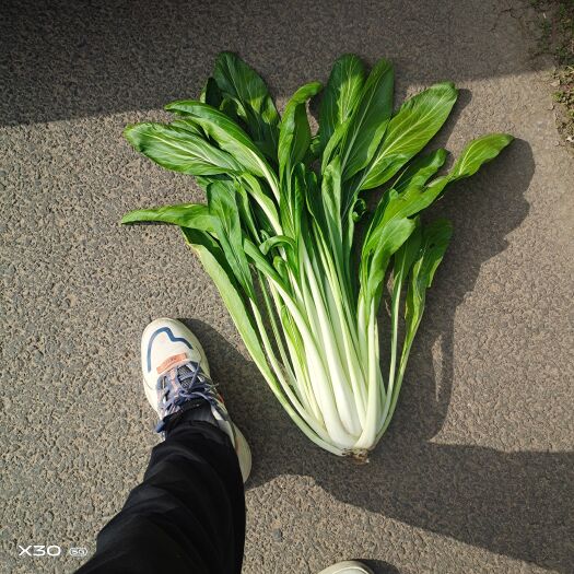 句容市长梗白菜，高梗白菜