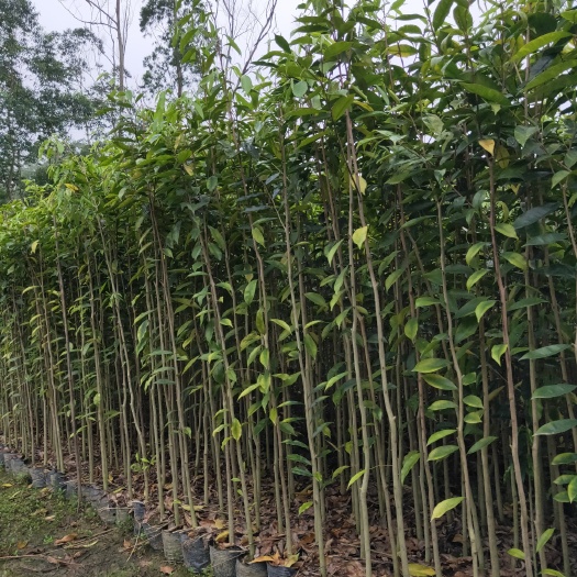 化州市超靓沉香苗，你的明智选择，不常在线，欢迎来电咨询