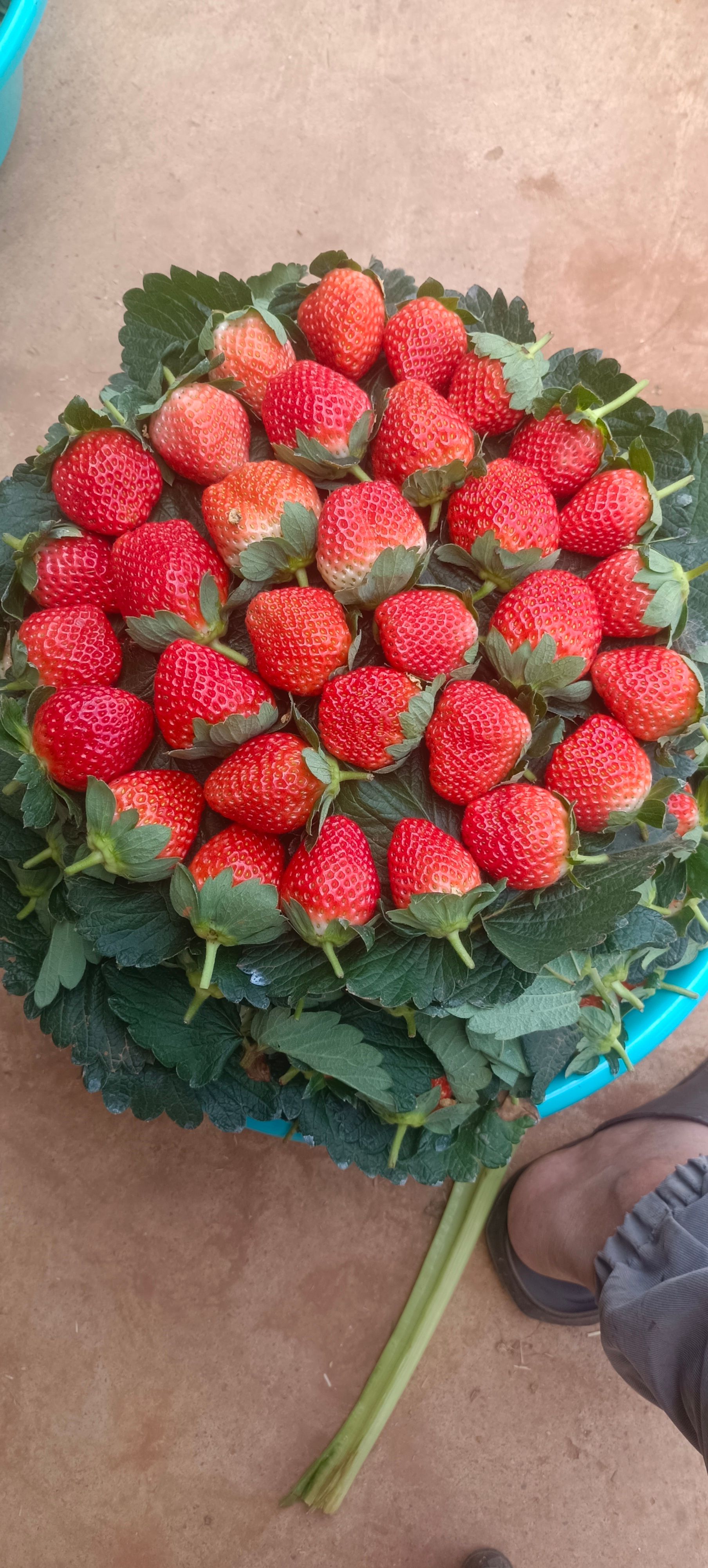 新鲜草莓大量批发