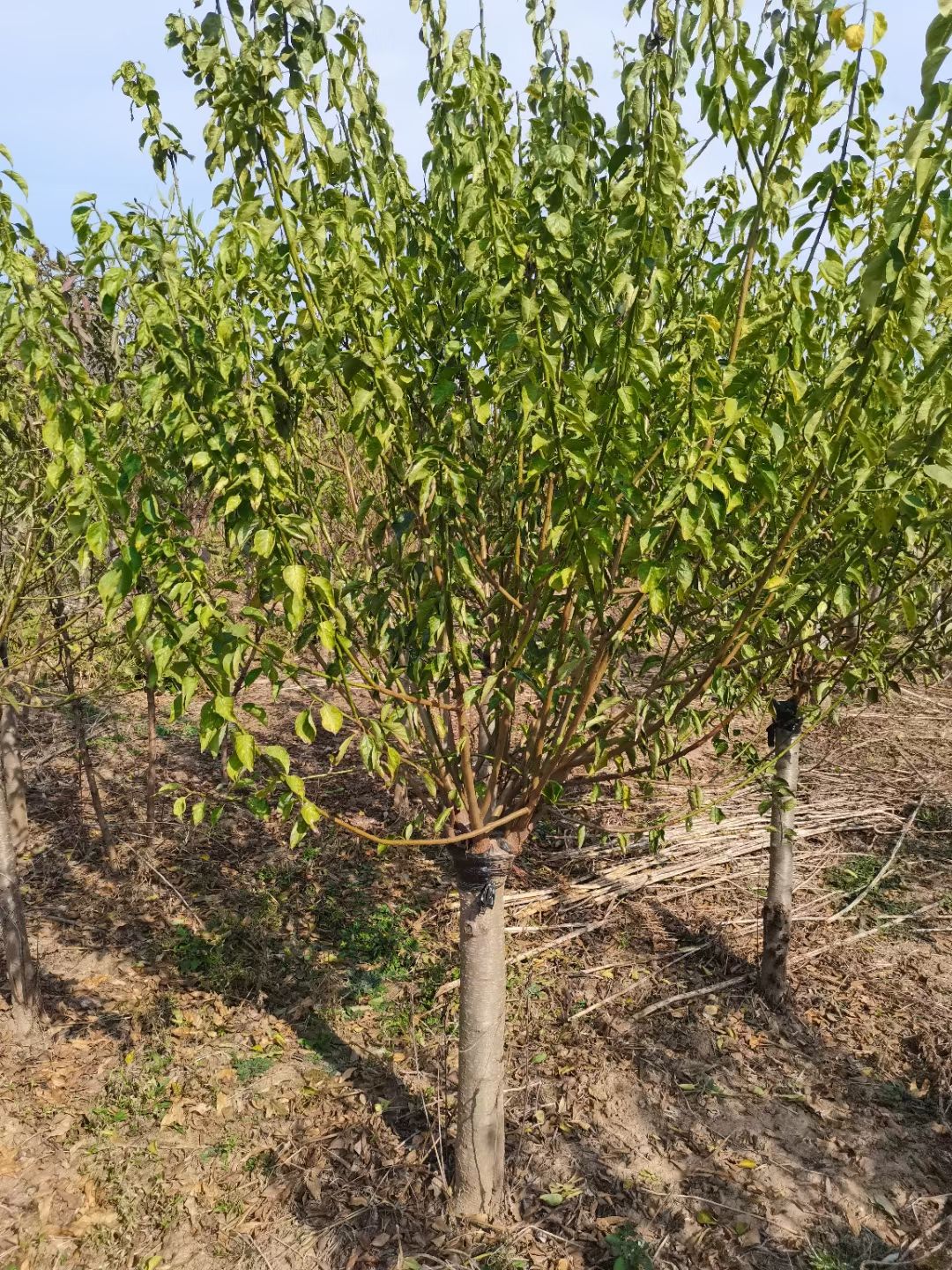 7公分榆叶梅