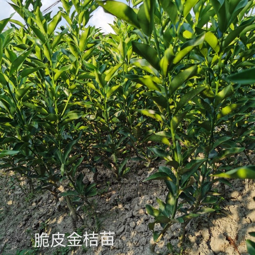 遂川县江西遂川脆皮金桔苗金柑子秧果大皮薄原产地直发
