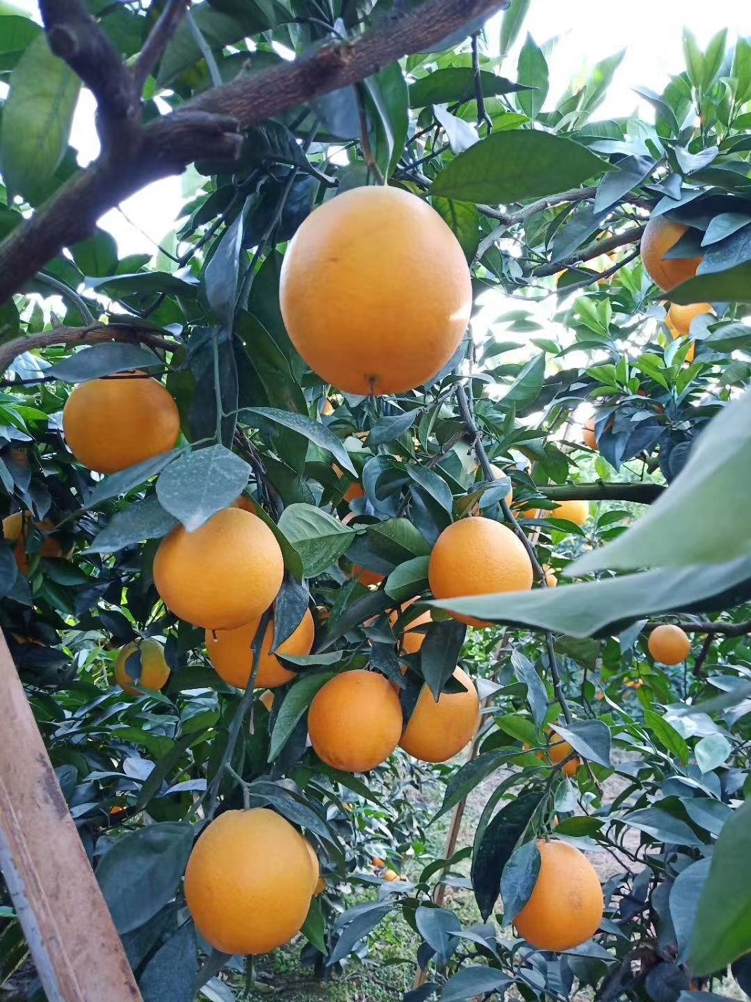 正宗脐橙，9分甜1分酸。纯绿色食品！不打甜蜜素！