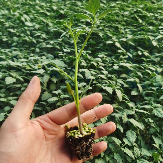 沭阳县蔬菜苗子培育基地各类蔬菜苗子