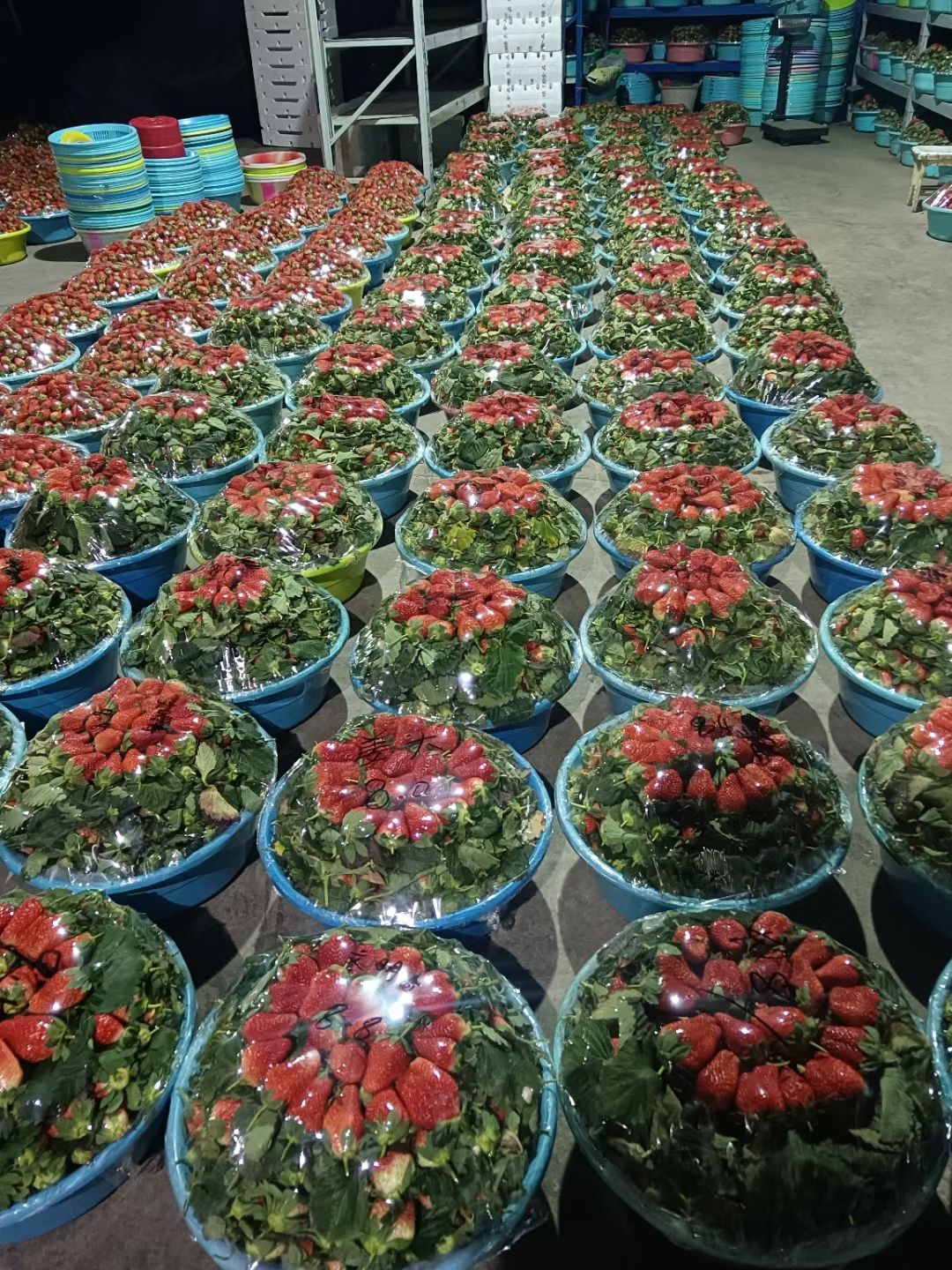 新鲜草莓大量批发