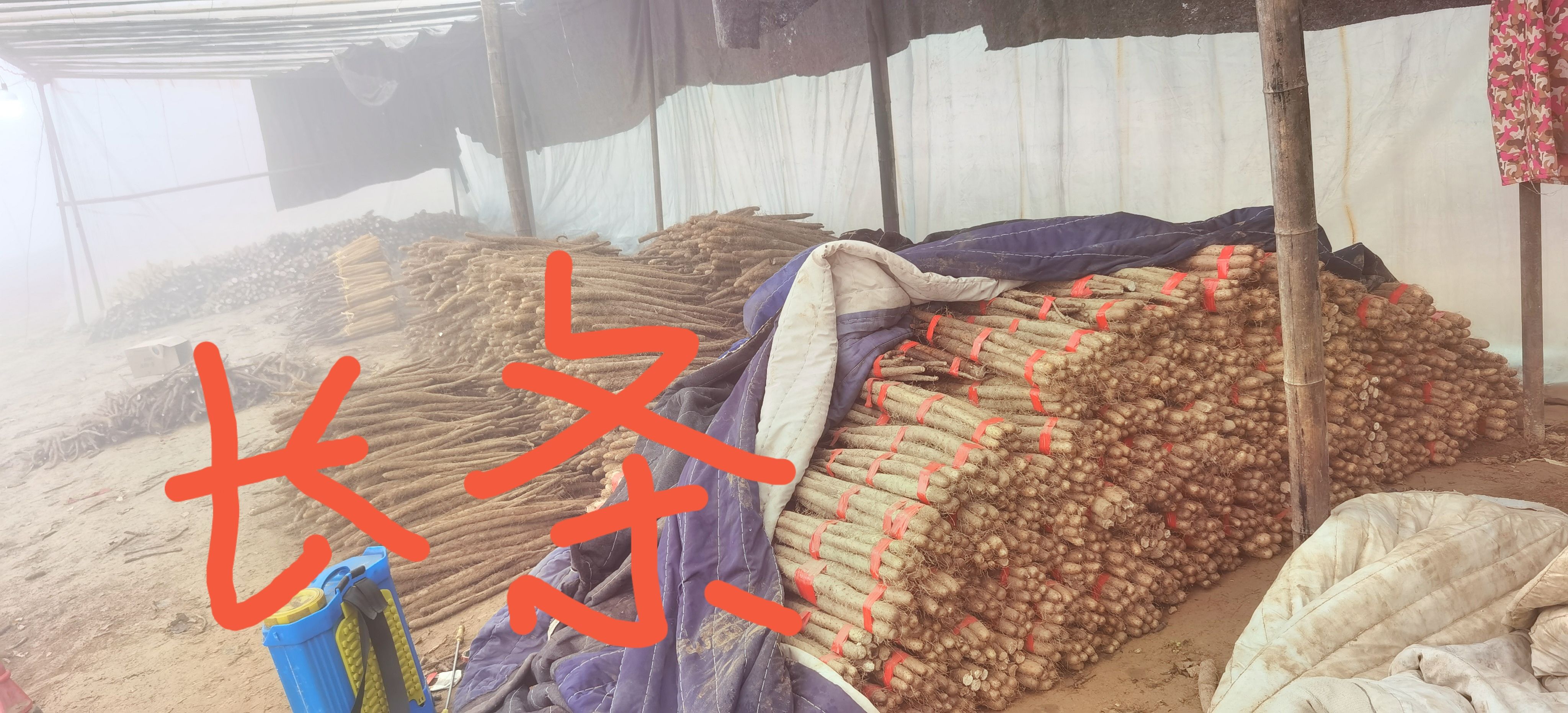 常年供应白玉山药，手捡、通货，长条,网贷货，轱辘，河南路……