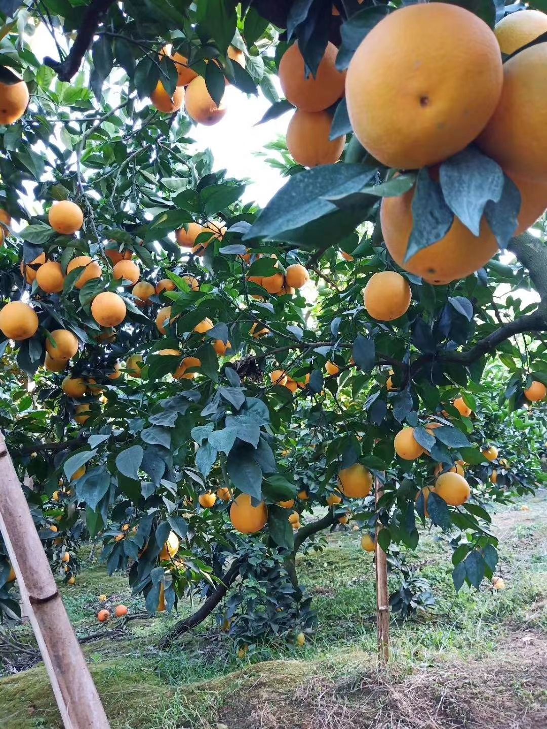 正宗脐橙，9分甜1分酸。纯绿色食品！不打甜蜜素！
