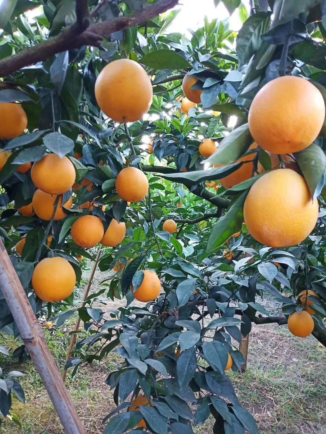 正宗脐橙，9分甜1分酸。纯绿色食品！不打甜蜜素！