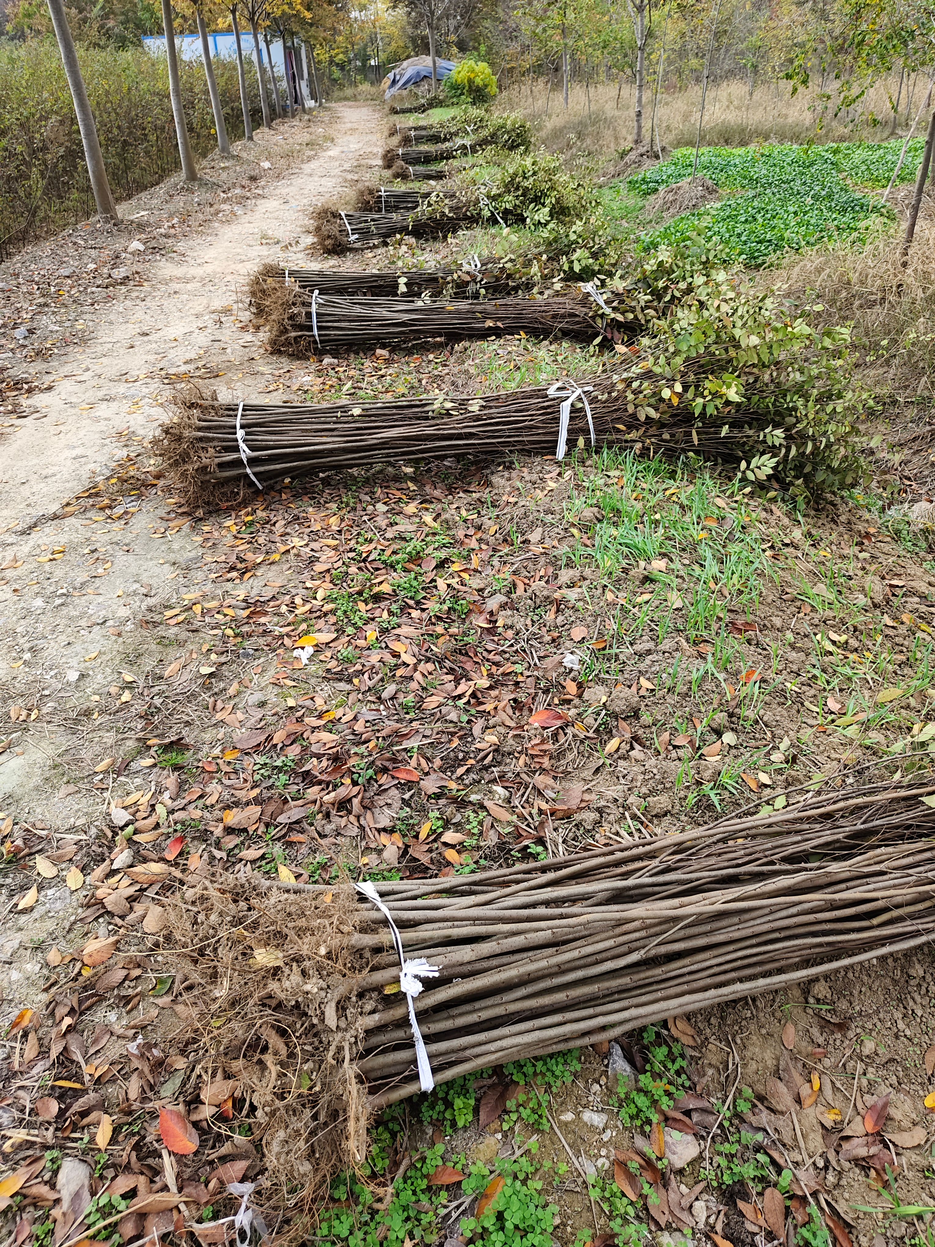 自家苗圃出售二年红榉小苗现挖现上车全国物流发货