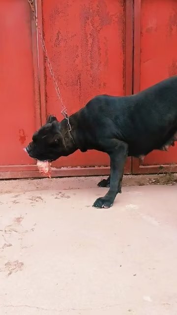 诸城市卡斯罗猛犬