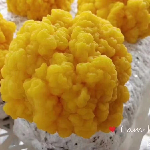 太康县金耳菌源头厂家，供技术