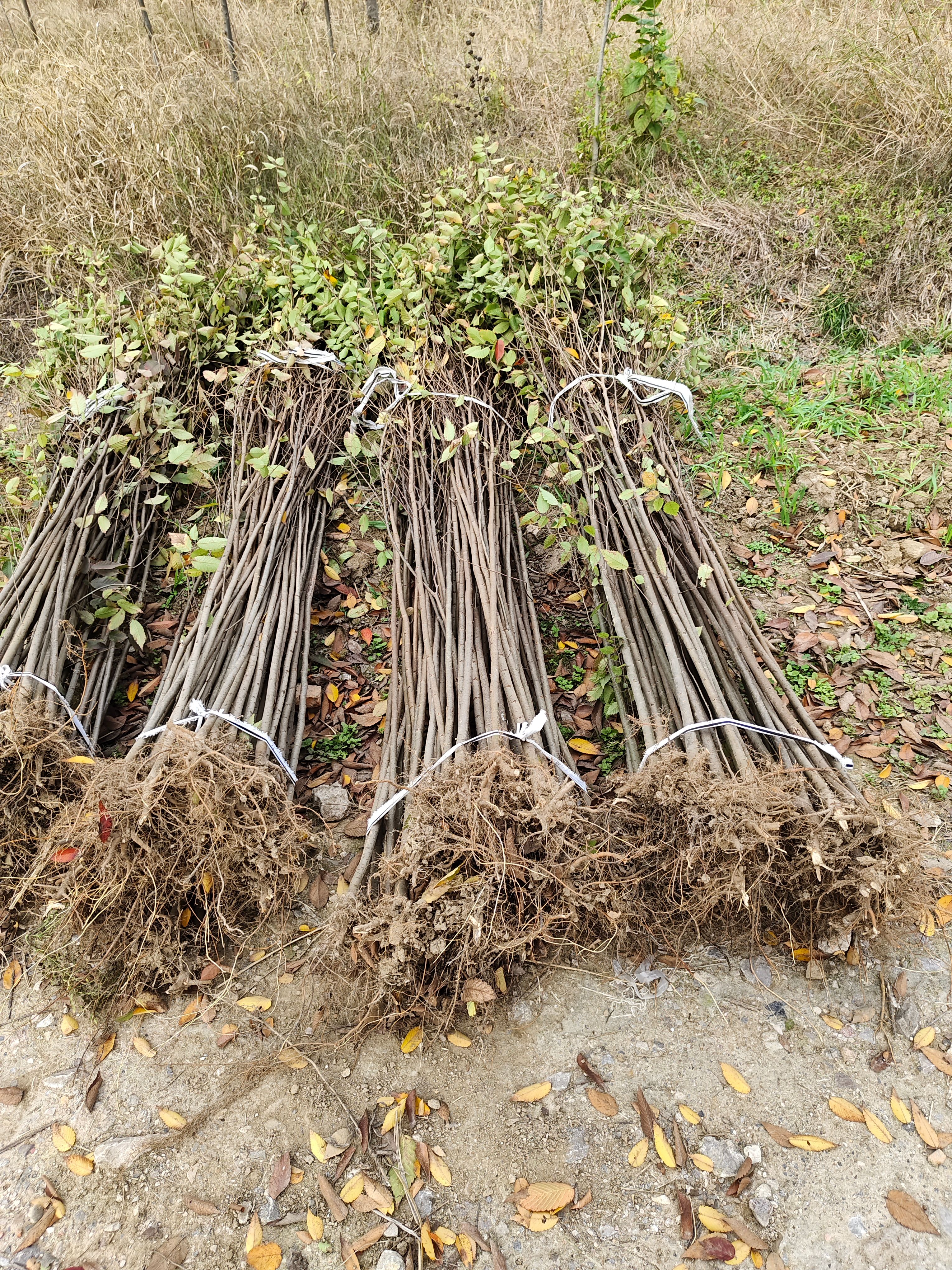 自家苗圃出售二年红榉小苗现挖现上车全国物流发货