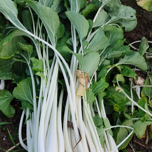 温岭市高梗白菜长梗白菜腌菜专用特大量