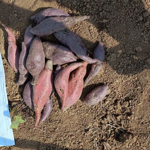 全州县关注山区紫红薯