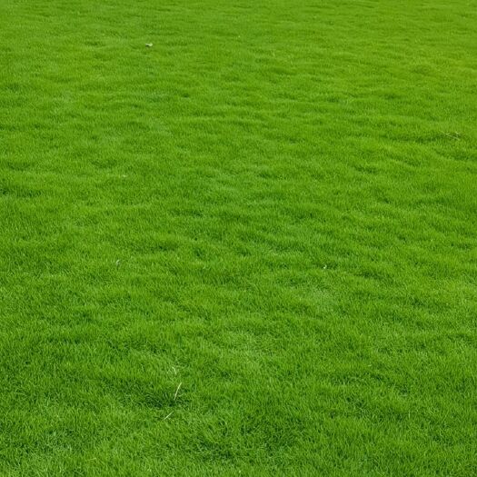 佛山草
