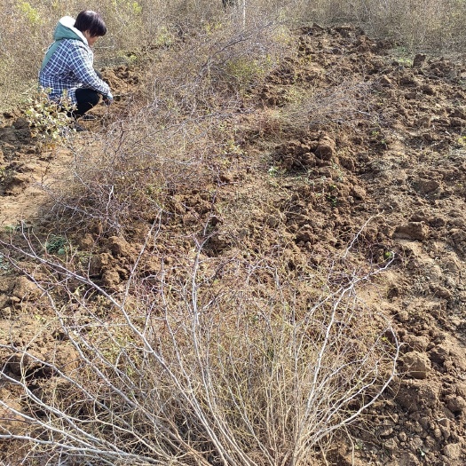 赞皇县免嫁接药用酸枣苗整车批发，零售均可，量大从优，现起现发。