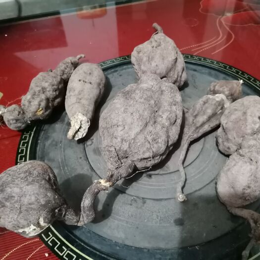 金沙县何首乌