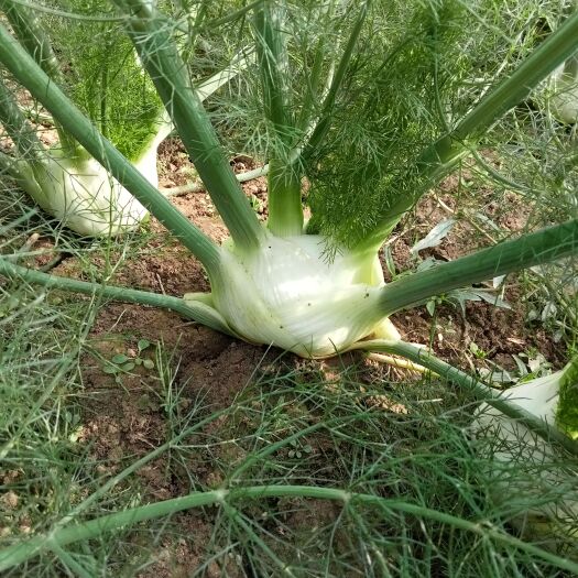 茴香头 球茎茴香 茴香球