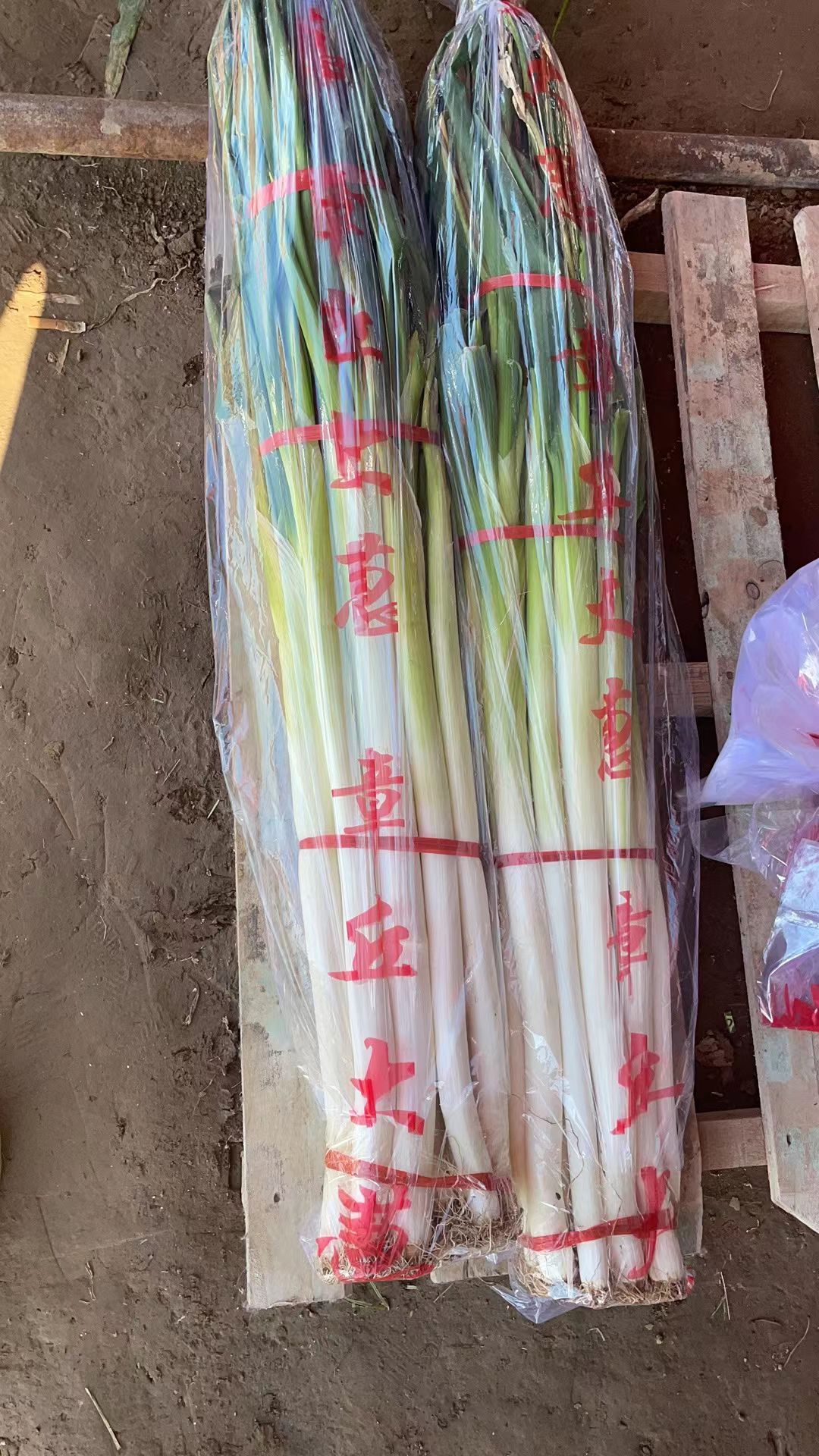章丘大葱带盒十斤带叶净皮装礼盒章丘大葱绣惠王金女郎山特产送礼