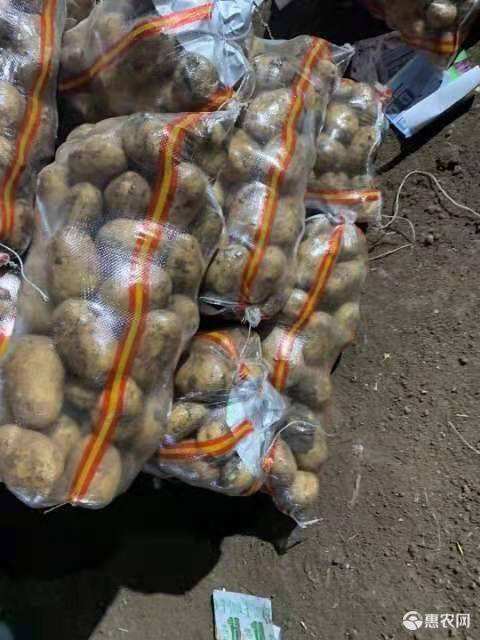 沽源县坝上各个品种土豆