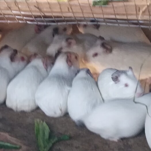 昆明白豚鼠