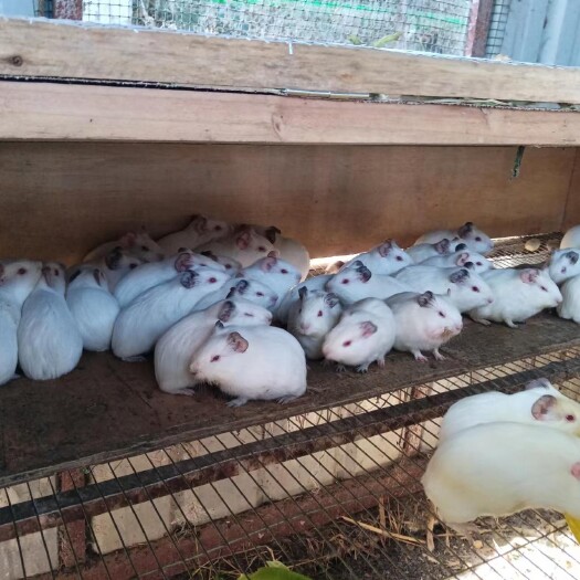 昆明白豚鼠，实验豚鼠