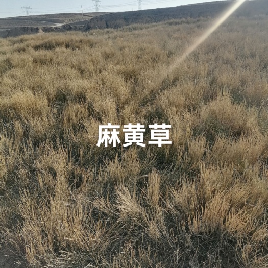 靖远县药材，麻黄，麻黄根