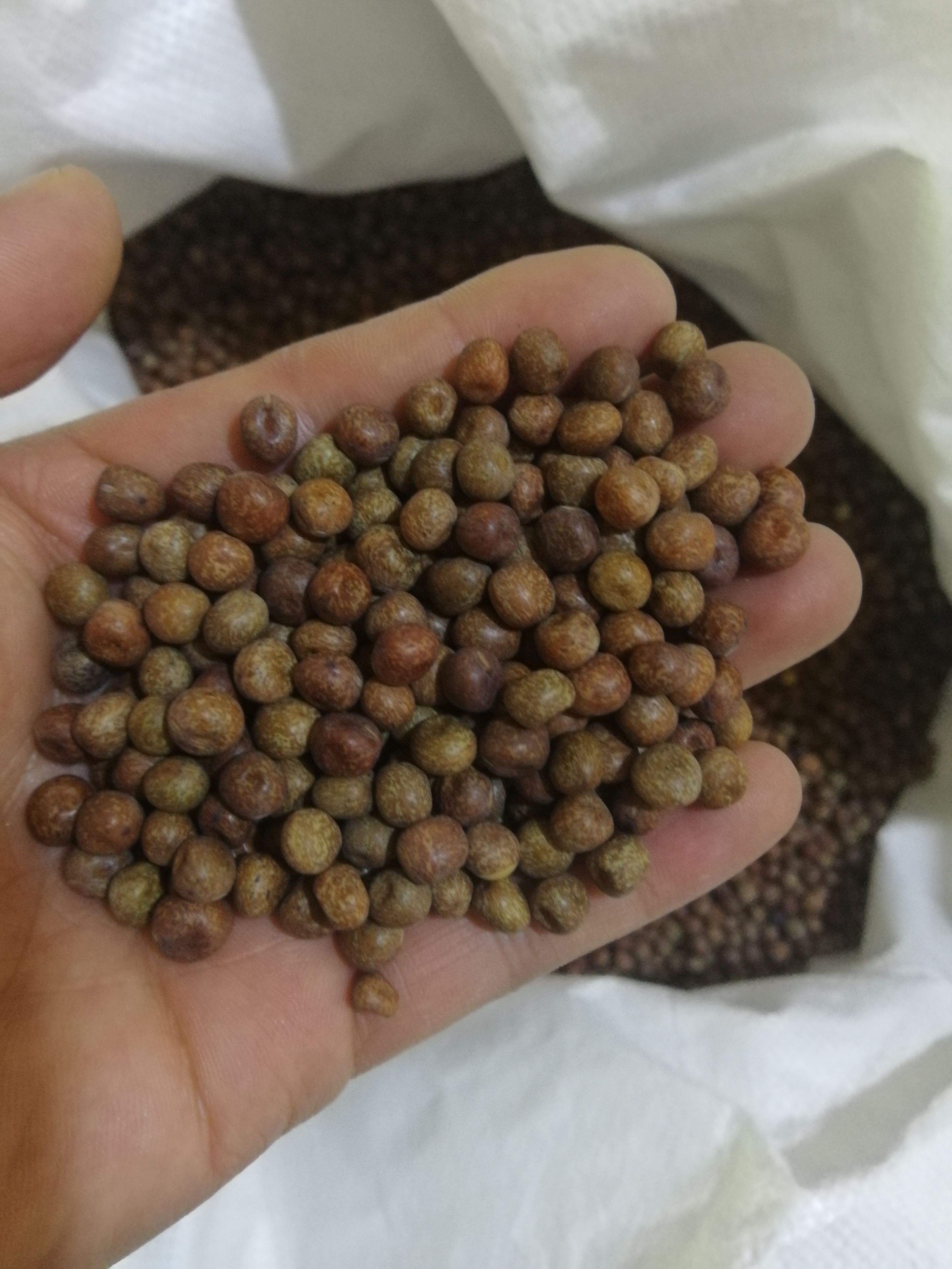 西安豌豆种子加拿大1号麻豌豆种子水培豌豆苗专用无土栽培芽苗菜种子