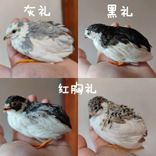 深州市芦丁鸡，德系纯礼服，鸡中贵族，送饲料、急救药、死亡包赔付