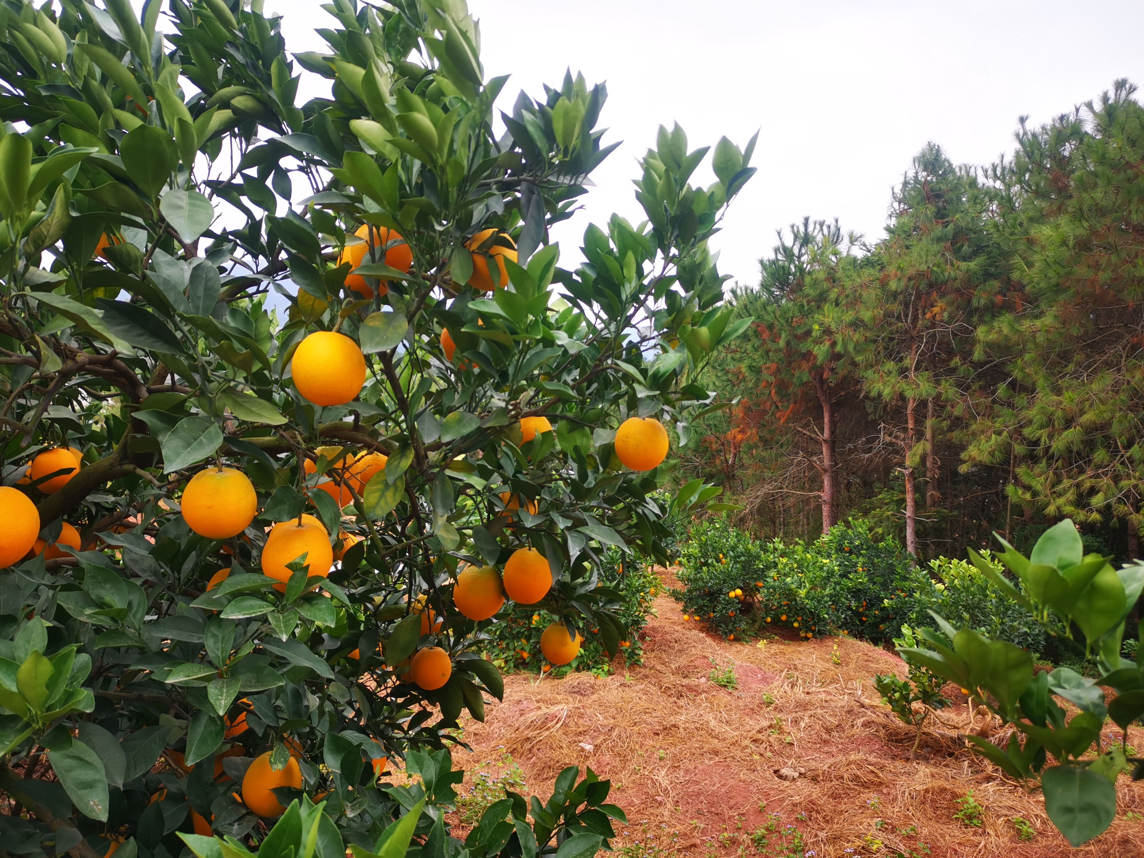 赣南脐橙 橙子 无籽化渣 鲜嫩多汁 应季水果 现采现发