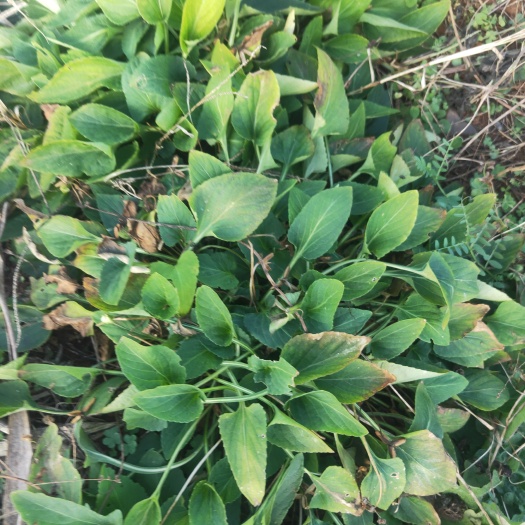 曲靖紫花地丁没货