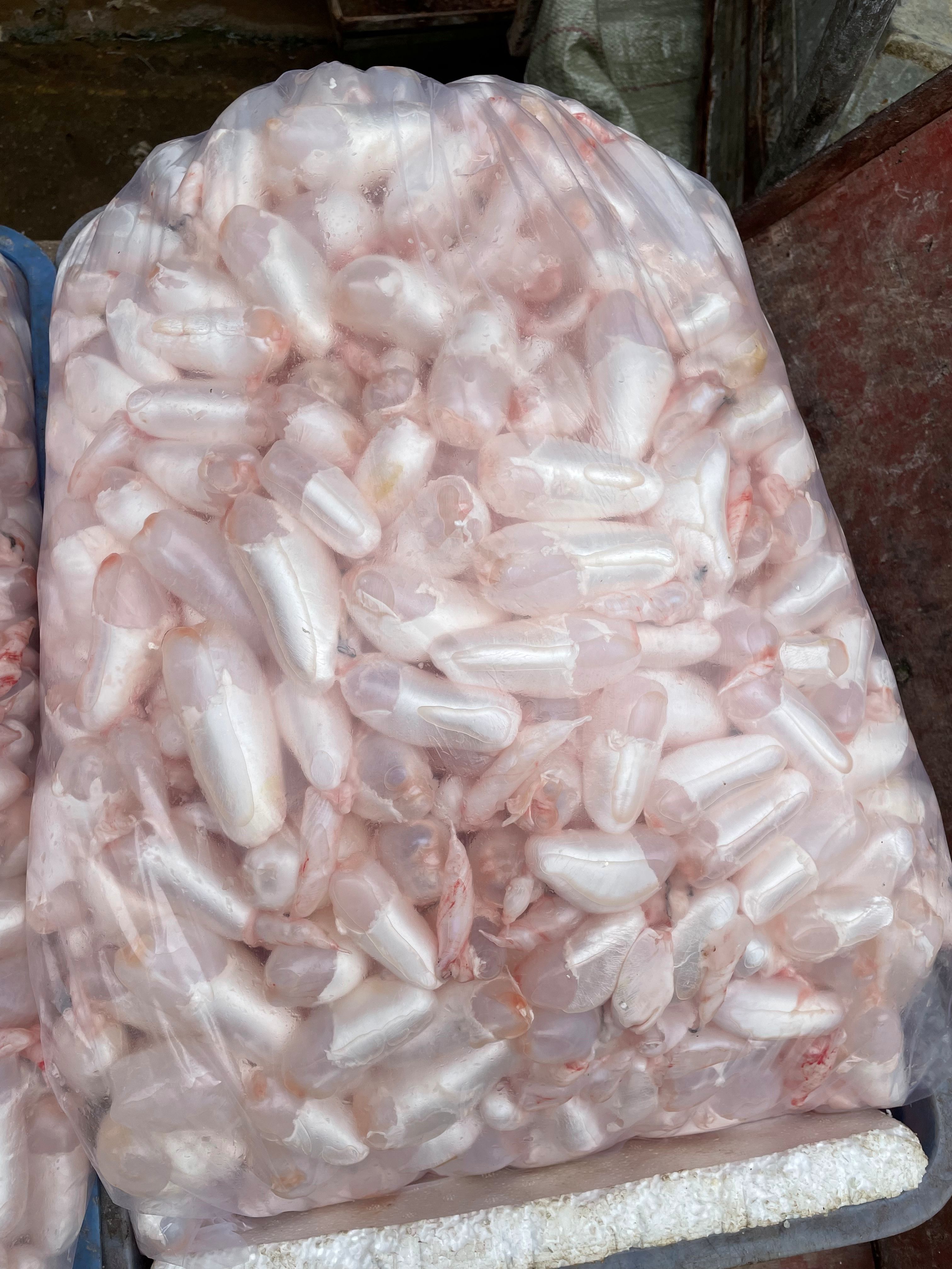 潜江市鲜鱼鳔（鲜鱼泡、鱼胶），工厂直发，品质保证，价格优惠