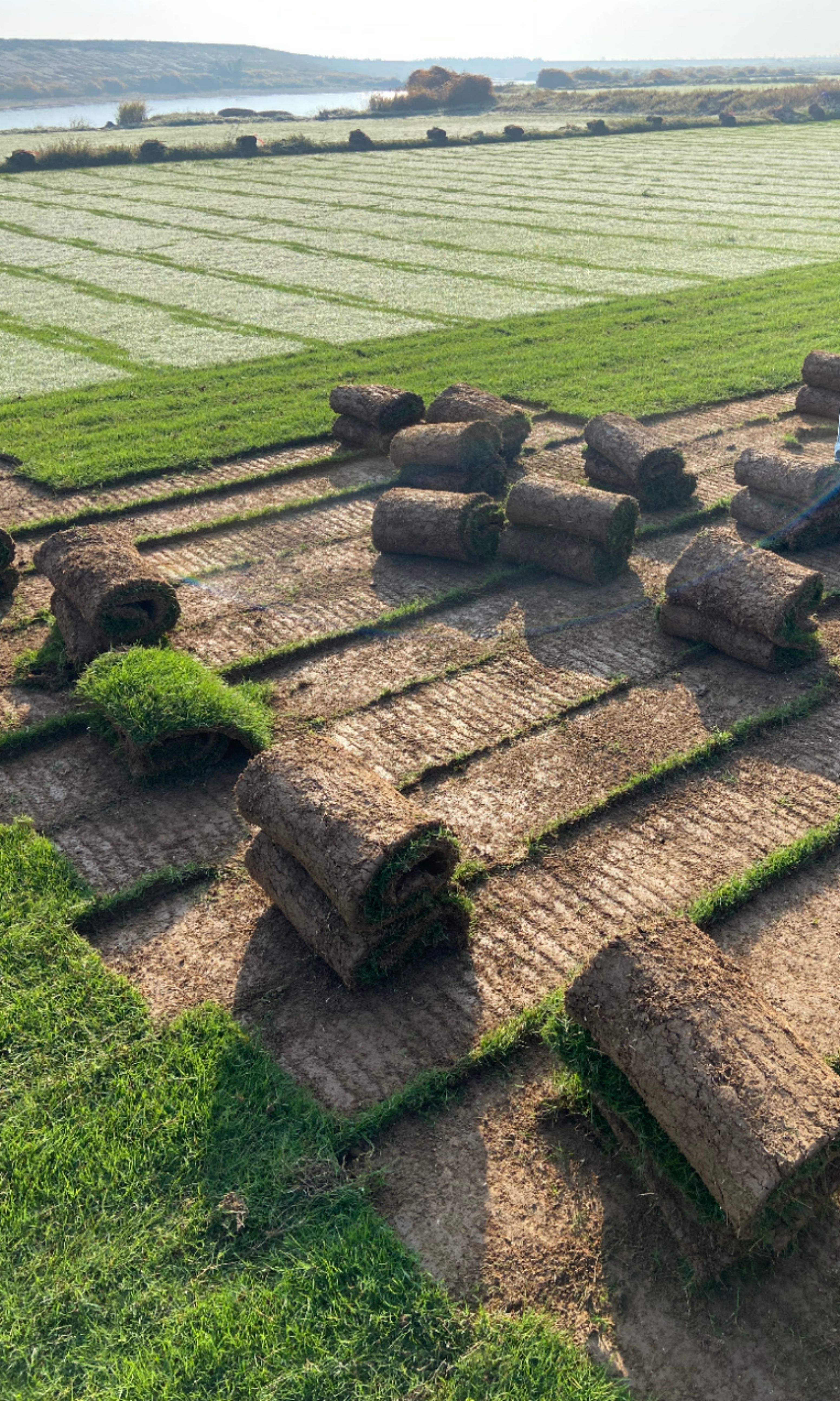 夏威夷草 地被草坪 耐寒耐寒 耐踩踏，适应性强，绿化工程草皮
