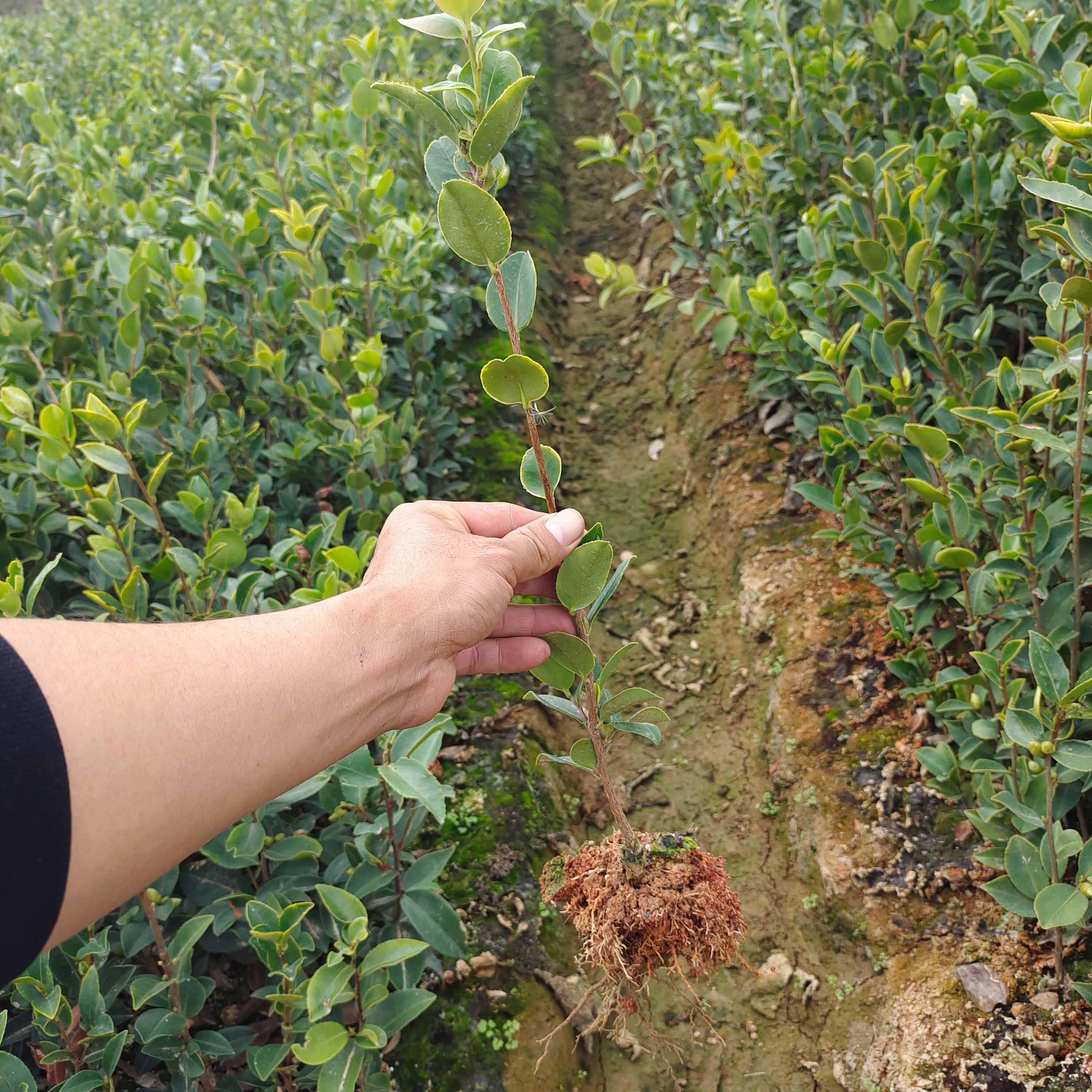 油茶树苗 嫁接油茶苗