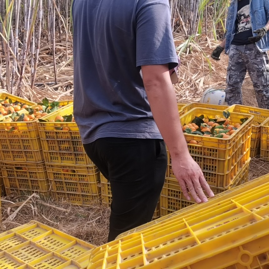 无金秋沙糖桔尾果，大量出售，想了解细节的联系我，价钱好商量！